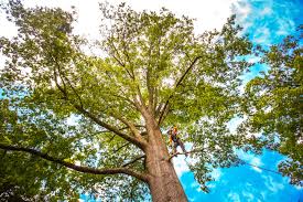 Best Mulching Services  in Douglas, AL