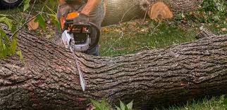 Best Landscape Design and Installation  in Douglas, AL