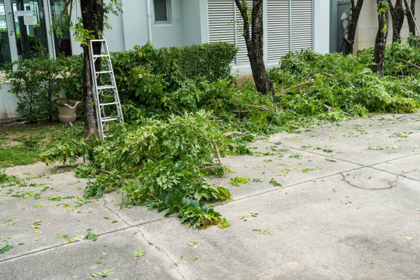 Best Hedge Trimming  in Douglas, AL