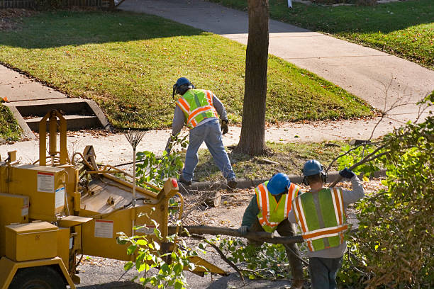 Best Lawn Renovation and Restoration  in Douglas, AL